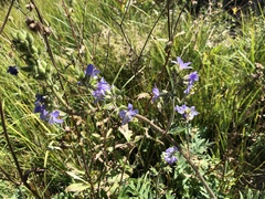 Polemonium occidentale occidentale
