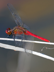 Rhodothemis lieftincki