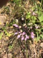 Allium cernuum