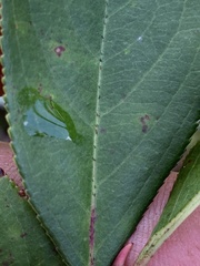 Aronia arbutifolia