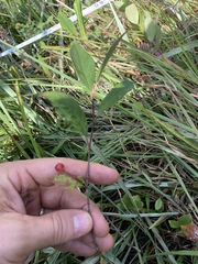 Aronia arbutifolia