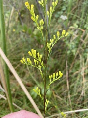 Solidago uliginosa