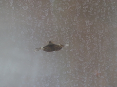 Fascellina chromataria