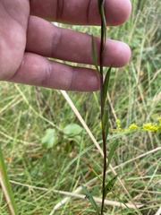 Solidago uliginosa