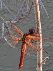 Libellula saturata