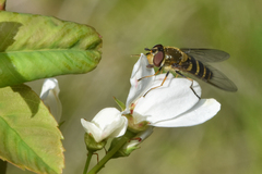 Syrphus torvus