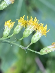 Solidago arguta