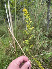 Solidago uliginosa