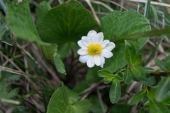 Caltha chionophila