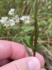 Solidago uliginosa