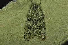 Acronicta impleta