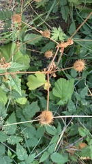 Geum macrophyllum