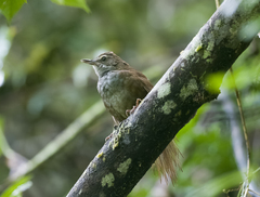 Locustella caudata