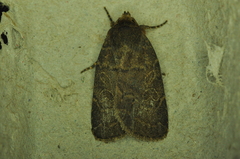 Orthodes cynica
