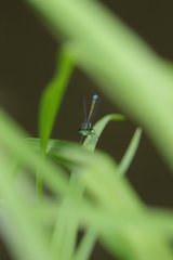 Ischnura denticollis