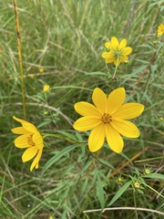 Bidens trichosperma