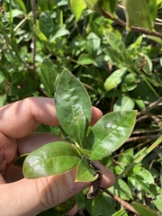 Rhododendron arborescens