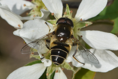 Eristalis hirta
