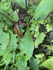 Solidago arguta