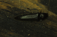 Melanotus castanipes