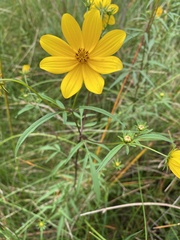 Bidens trichosperma