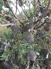 Banksia lemanniana