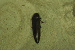 Melanotus castanipes