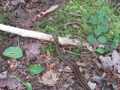 Thamnophis sirtalis pallidulus