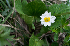 Caltha chionophila
