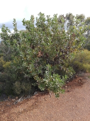 Banksia lemanniana