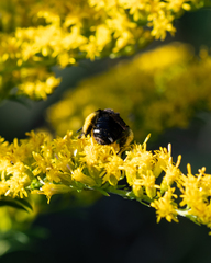 Melissodes bimaculatus