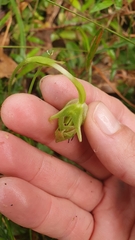 Pterostylis nutans