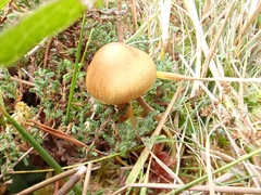 Cortinarius huronensis