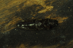 Melanotus castanipes