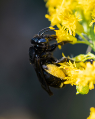 Melissodes bimaculatus