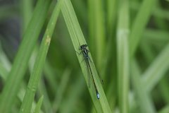 Ischnura denticollis