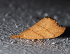 Falcaria lacertinaria