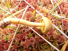 Cortinarius huronensis