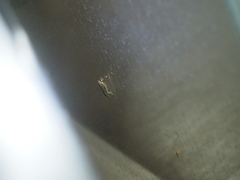 Noctuoidea