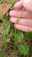 Pterostylis nutans
