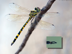 Hemicordulia intermedia