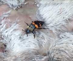 Nicrophorus tomentosus