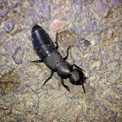 Ocypus olens