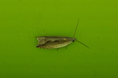 Ancylis diminuatana