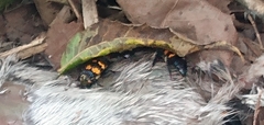 Nicrophorus tomentosus