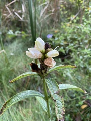 Chelone glabra