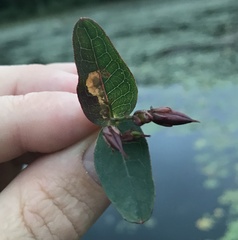Fomoria hypericella