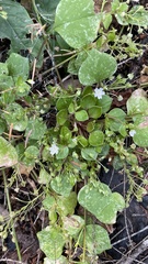 Claytonia