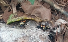 Nicrophorus tomentosus