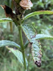 Chelone glabra